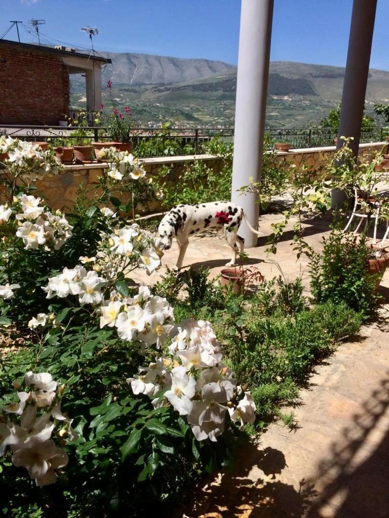 Guesthouse Villa Rosa Berat Værelse billede