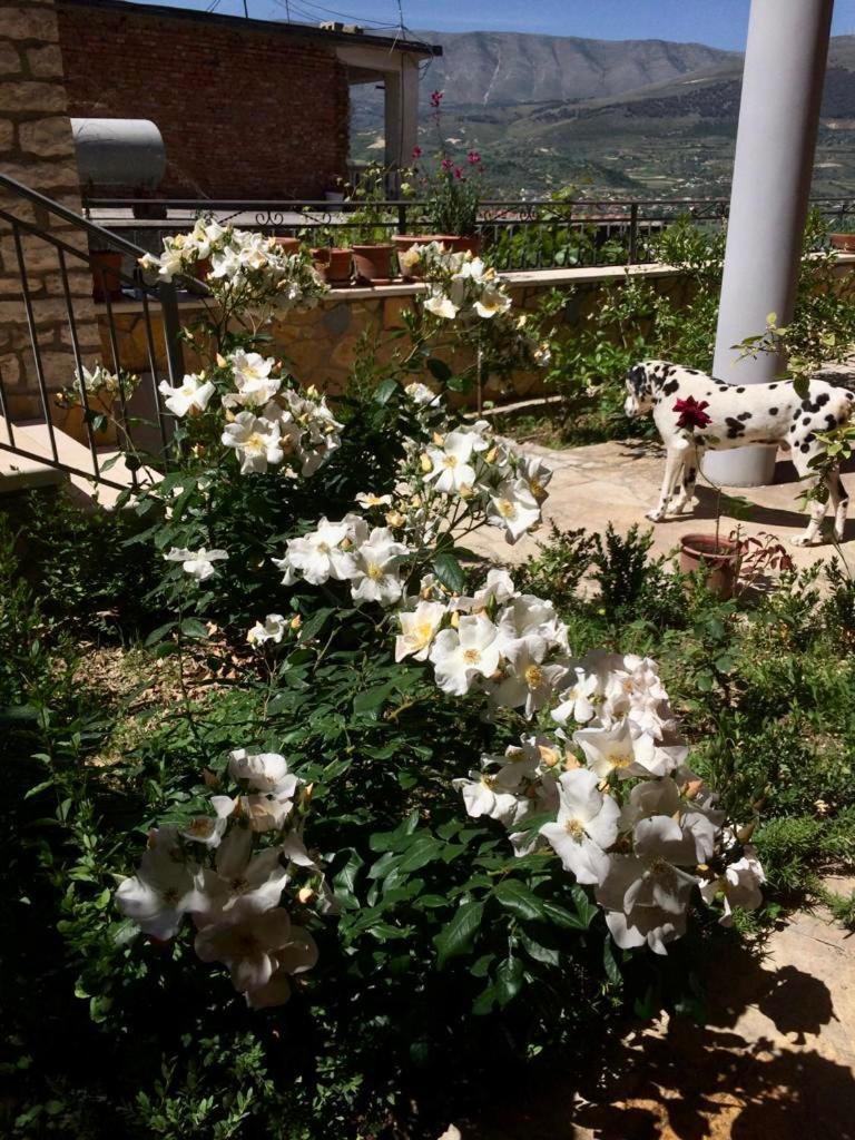 Guesthouse Villa Rosa Berat Værelse billede